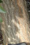 Styphnolobium japonicum