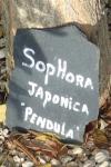 Styphnolobium japonicum