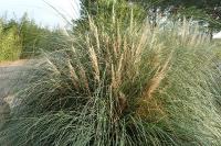 Cortaderia selloana