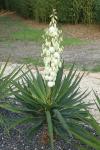 Yucca gloriosa