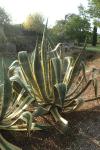Agave americana