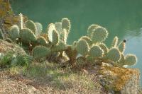Opuntia