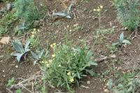 Diplotaxis tenuifolia