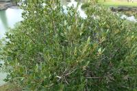 Rhamnus alaternus