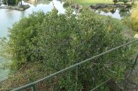 Rhamnus alaternus