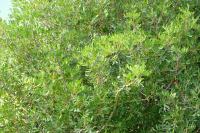 Pistacia lentiscus