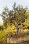 Olea europaea