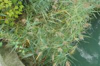 Phragmites australis