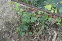 Hedera helix
