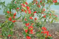 Pyracantha