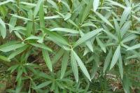 Nerium oleander