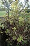 Weigela florida
