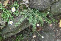 Erigeron karvinskianus