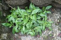 Centranthus ruber