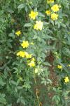 Jasminum mesnyi