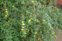 Jasminum mesnyi