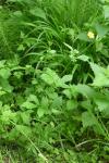 Geum urbanum