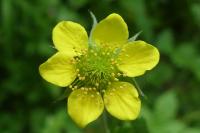 Geum urbanum