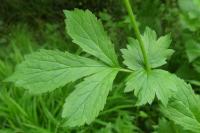 Geum urbanum