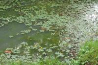 Ludwigia peploides