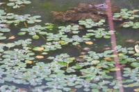 Ludwigia peploides