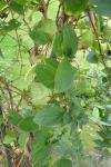 Lonicera japonica