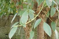 Erythrina crista-galli