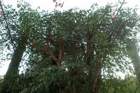 Erythrina crista-galli