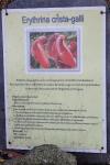 Erythrina crista-galli