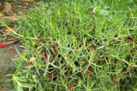 Carpobrotus