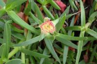 Carpobrotus