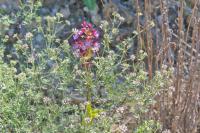 Orchis purpurea