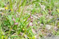Serapias lingua
