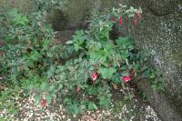 Fuchsia