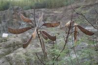 Erythrostemon gilliesii