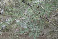 Erythrostemon gilliesii