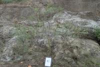 Erythrostemon gilliesii