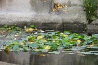 Nymphaea alba