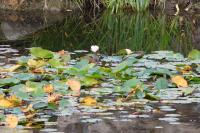 Nymphaea alba