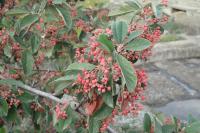 Cotoneaster coriaceus