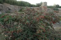 Cotoneaster coriaceus