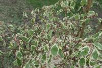 Cornus