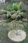 Cornus