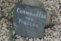 Cornus