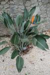 Strelitzia reginae