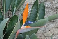 Strelitzia reginae