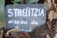 Strelitzia reginae