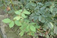 Rosa