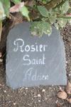 Rosa