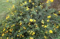 Lantana camara